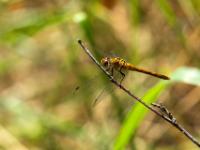 Blutrote Heidelibelle Weibchen - Almindinger Waldgebiet